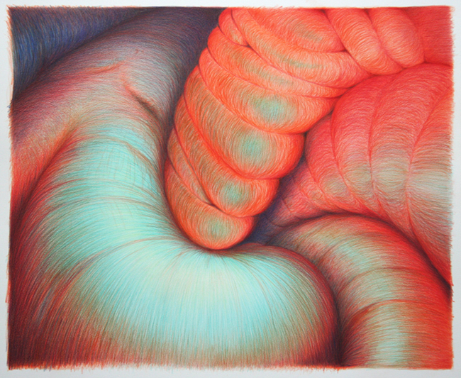 drawing, Organ-ism 2011 colour pencil